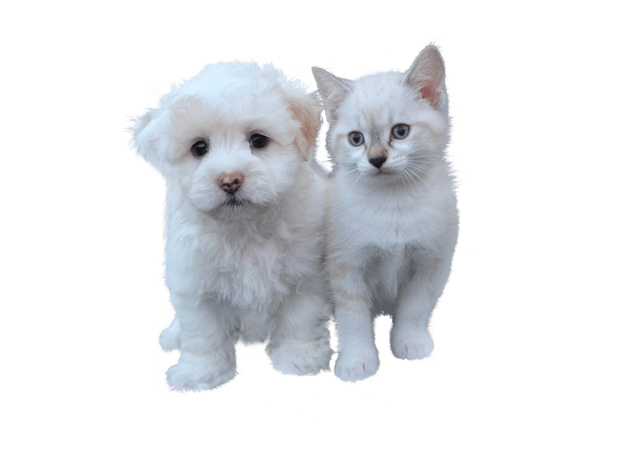 Animais