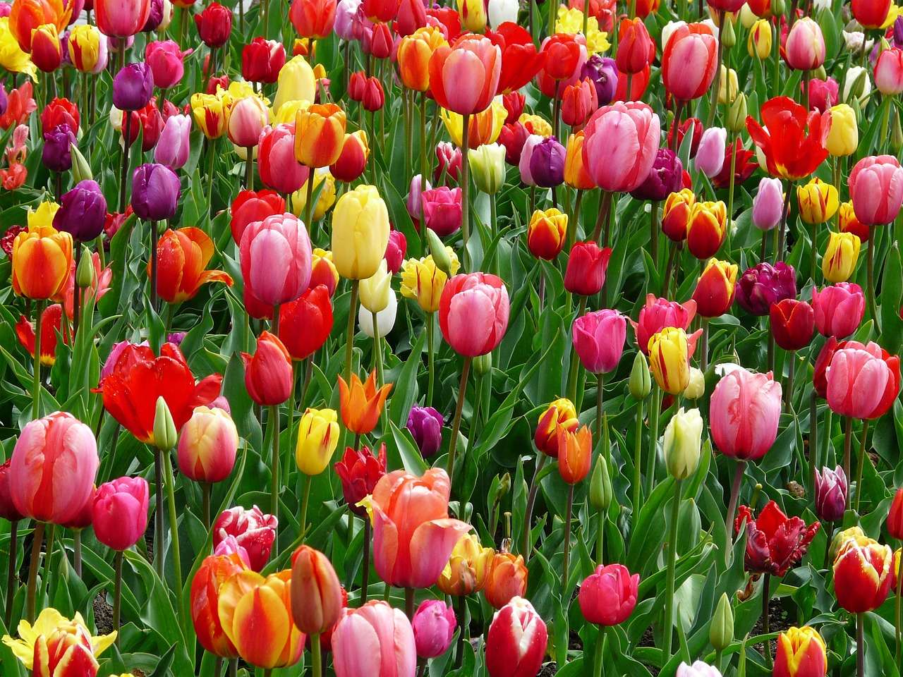 Floricultura