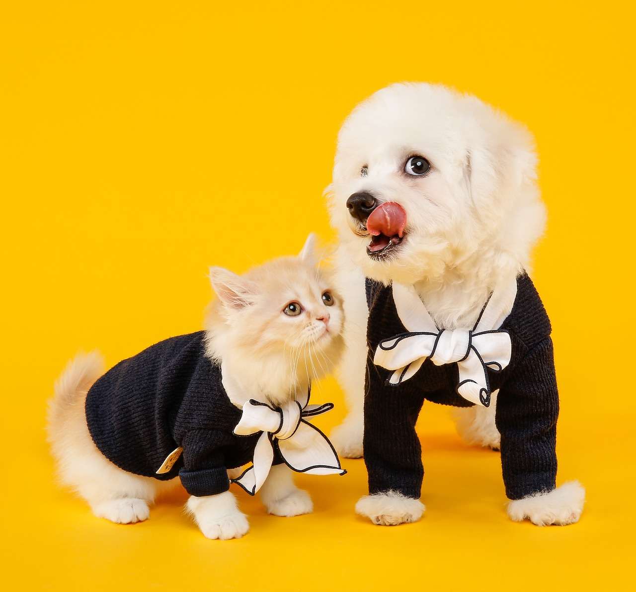 Petshop