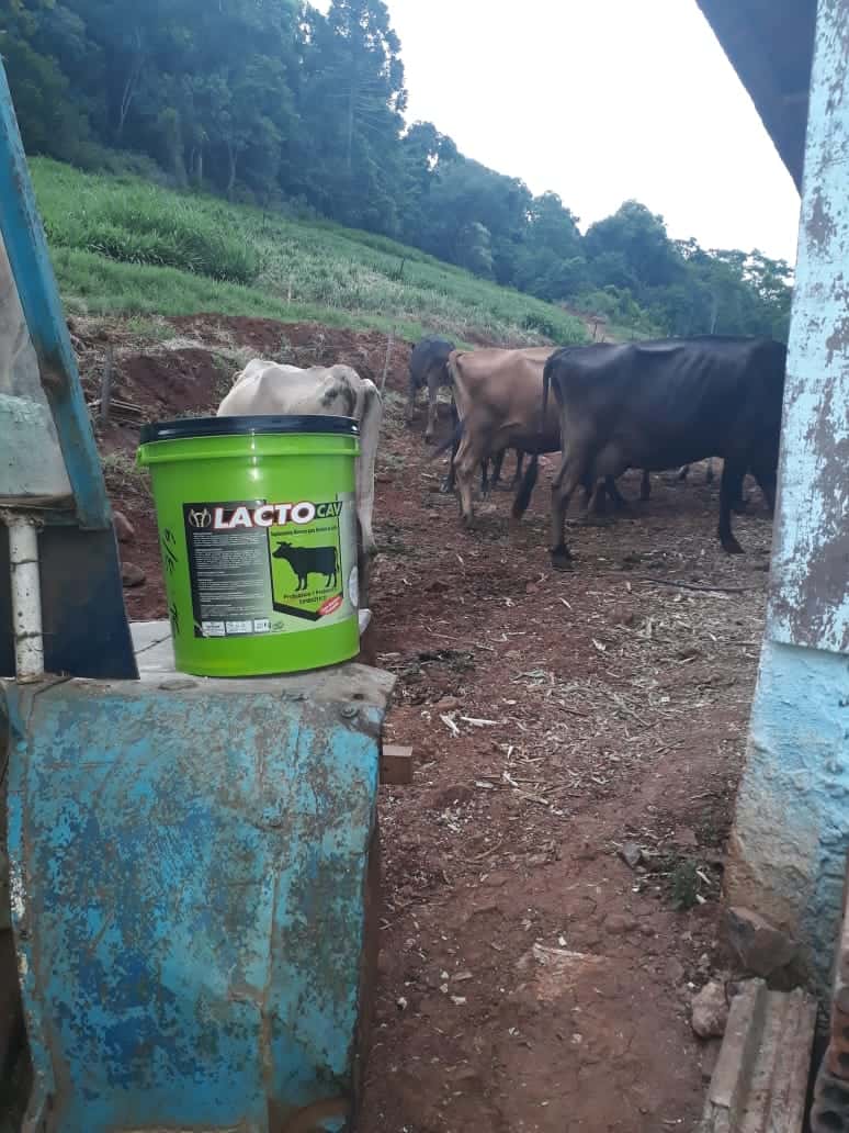 Lacto-Cav – Suplemento Mineral para Bovinos Leiteiros –