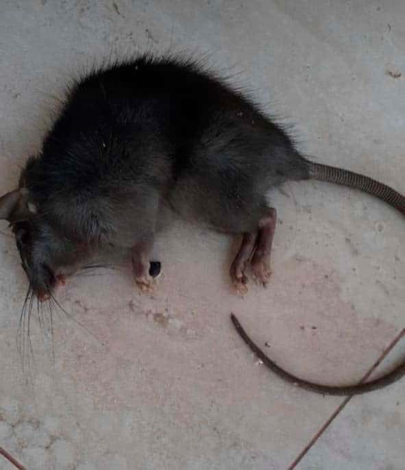 Libanês Desentupidora e Dedetizadora